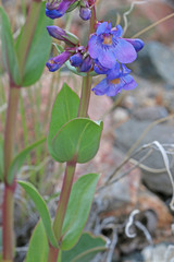 Penstemon osterhoutii