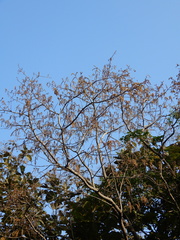 Alchornea