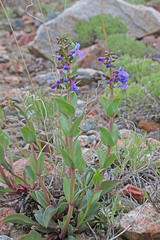 Penstemon osterhoutii