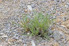Penstemon penlandii