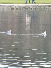 Chroicocephalus ridibundus