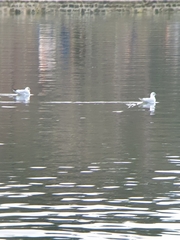 Chroicocephalus ridibundus