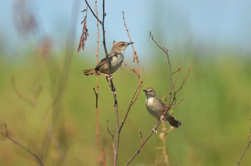Kilombero Cisticola