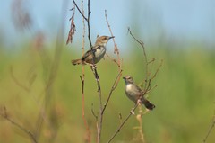 Cisticola bakerorum