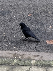 Corvus corone