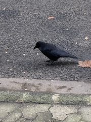 Corvus corone
