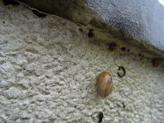 Otala lactea