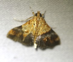 Tetracona amathealis