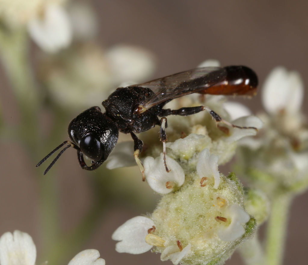 Moniaecera
