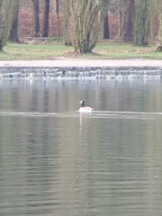 Branta canadensis