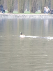 Branta canadensis