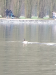 Branta canadensis