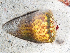 Conus canariensis