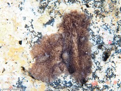 Pericelis cata