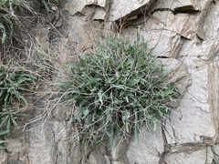 Launaea lanifera