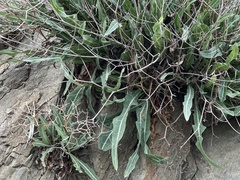Launaea lanifera