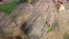 Ulva compressa