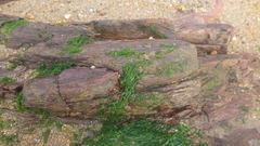 Ulva compressa