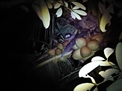 Paradoxurus musangus javanicus