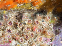 Polycyathus muellerae