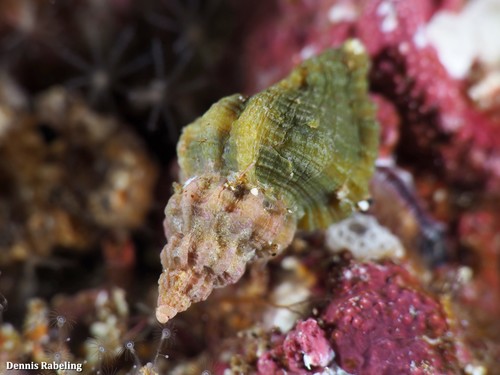 Representative image of Ocinebrina edwardsii