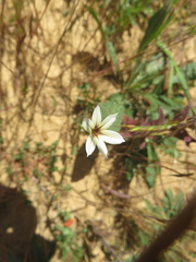 Sisyrinchium chilense