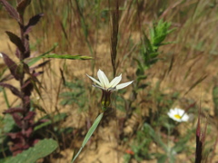 Sisyrinchium chilense
