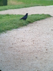 Corvus corone