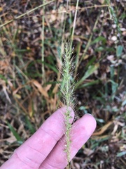 Setaria scheelei