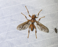 Pyrgota undata