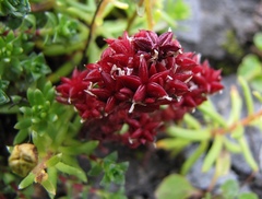 Sedum atratum