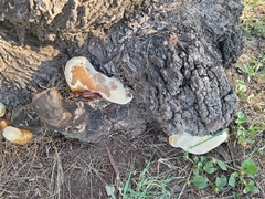 Ganoderma
