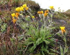 Hieracium villosum