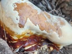 Ganoderma