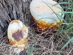 Ganoderma