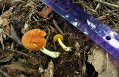 Xerocomus illudens