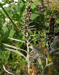 Omalotheca norvegica