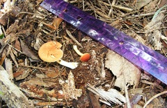 Xerocomus illudens