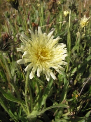 Schlagintweitia intybacea