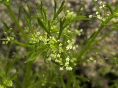 Apiastrum angustifolium