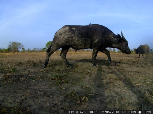 Sudanese Buffalo