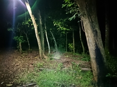 Paradoxurus musangus javanicus