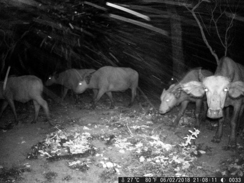 Sudanese Buffalo