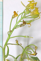 Physaria floribunda