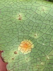 Aecidium ranunculi-lyallii