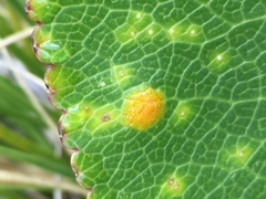 Aecidium ranunculi-lyallii