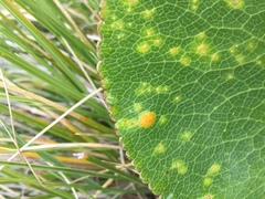 Aecidium ranunculi-lyallii