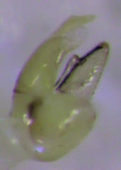 Cryptoneossa triangula