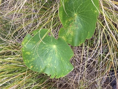 Aecidium ranunculi-lyallii