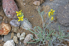 Physaria parvula